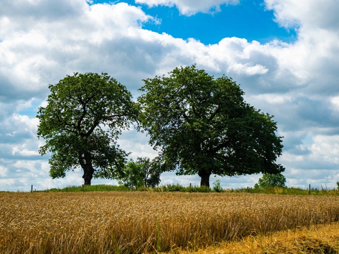 2 bomen